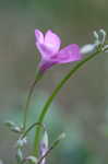 Purple woodsorrel